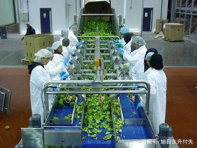 300萬資金在鄉村 初級農產品投資項目的策略與機遇