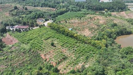 衡陽縣 荒山種下'搖錢樹'，萬畝金槐結'金米'