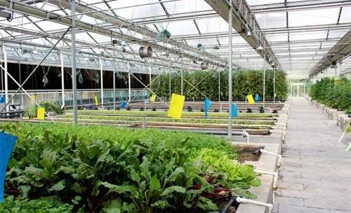 從田間到餐桌的增值之路 李季教授談初級(jí)農(nóng)產(chǎn)品在一二三產(chǎn)融合中的核心角色