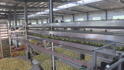 平和蜜柚 中國特色農(nóng)產(chǎn)品優(yōu)勢區(qū)的金色名片